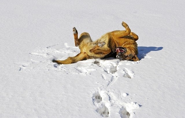 dog-1130368_640