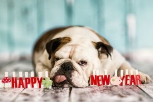 Szilveszterkor óvjuk kedvencünket a petárdázástól!