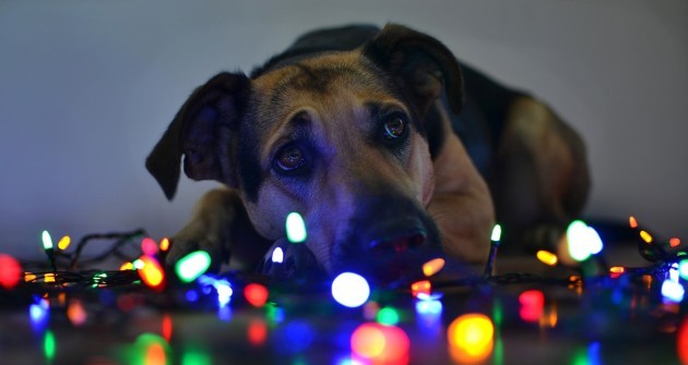 Karácsonyfa díszítés: nézd meg, hogyan csinálják a kutyák! - videó