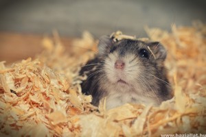 Depresszió hörcsögöknél: mik a jelei?