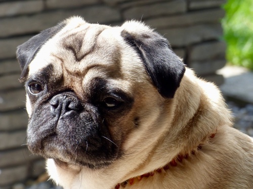 pug-2505763_1280