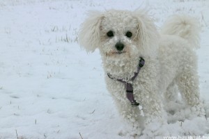 Bichon frise, a vagány kiskutya