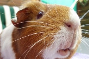 A tengerimalacot hány nap után kezdhetem el kézhez szoktatni, tanítani?