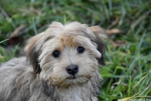Bichon havanese, a kubai szívtipró