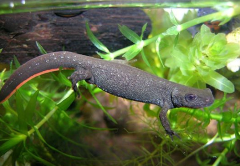 Kínai tűzhasú gőte (Cynops orientalis): barátságos sárkányka
