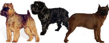 A brüsszeli és belga griffon, brabancon