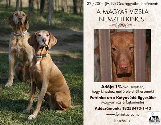 Akinek kincs a magyar vizsla, most tehet valamit érte