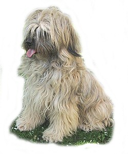 Tibeti terrier, a társasági és szent kutya