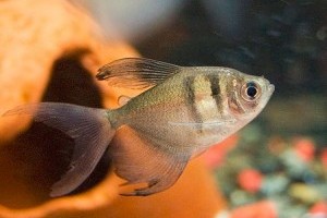 Olcsó, érdekes és tetszetős a fekete tetra