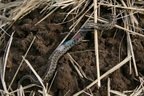 Hol él a rákosi vipera, hol kell ügyesen lépkedni?