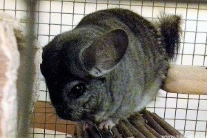 Csincsilla: ezeket gondold végig, mielőtt magadhoz vennéd!