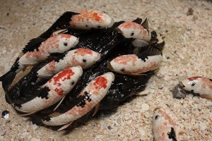 Koi ponty tartása