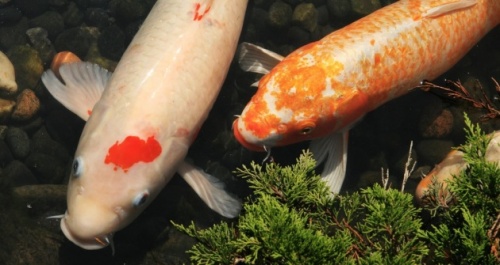 Koi ponty tartása