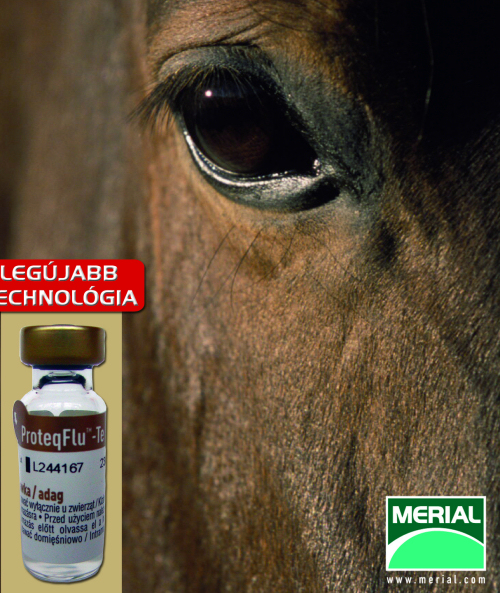 A Merial PROTEQFLU vakcinája segített a lóinfluenza járvány megfékezésében