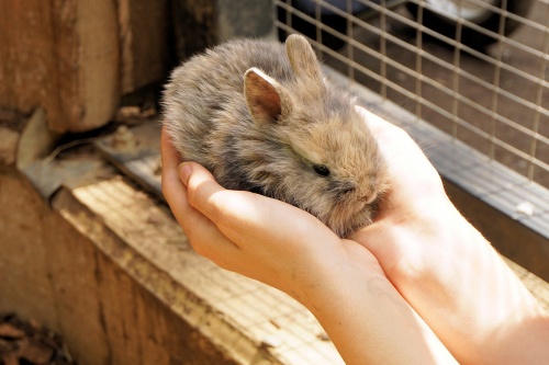 rabbit-1436329_1920
