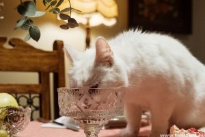 Hogyan készítsünk cicánknak egészséges házikosztot? Receptekkel!