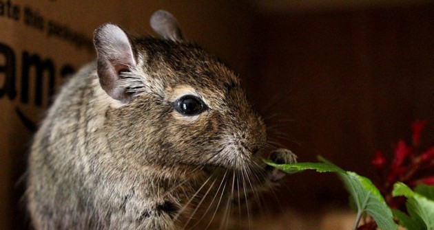 A degu és a cukorbetegség