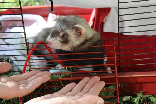 ferret-1191591_1920