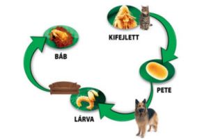 Hogyan védjük meg kutyánkat a külső élősködőktől?