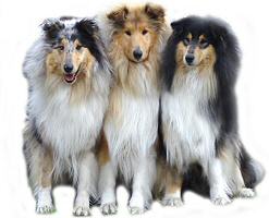 Collie, a családszerető kutya