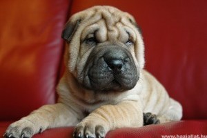 Shar-pei kutya: kicsit morog, kicsit szörcsög, sőt horkol is
