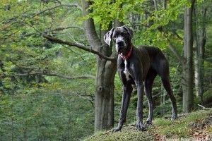Német dog: a szelíd óriás