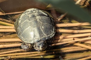 Ékszerteknős vásárlása, gondozása, etetése: minden, amit a tartásáról tudnod kell