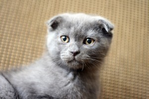 Kiállításon: Fábián Zsuzsa, skót lógófülű macskatenyésztő