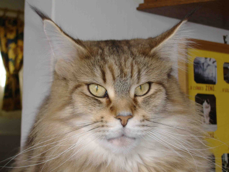 Macskakiállításon: Bolvári László, maine coon tenyésztő