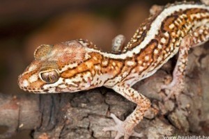 Madagaszkári tarka gekkó