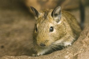 A degu hangja