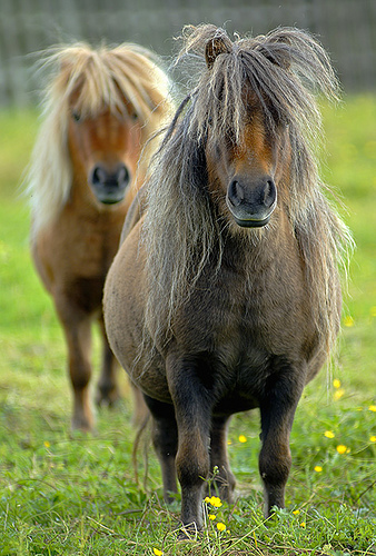 Shetland póni