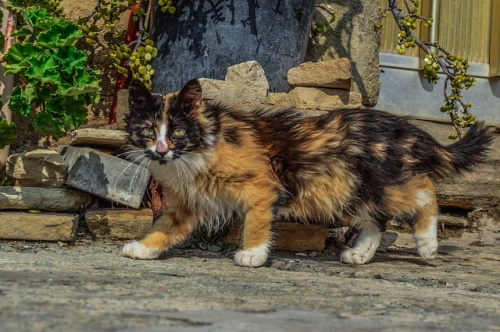 cat-3427658_640