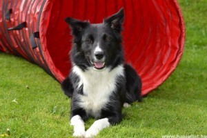 Border collie, a világ legokosabb kutyája