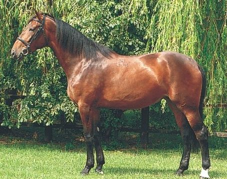 Nóniusz: angol félvér jellegű, magyar lófajta