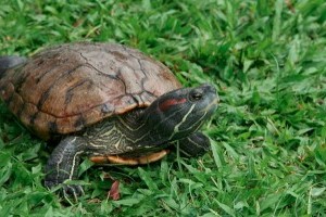 Jön a jóidő! Ki a hüllőket a szabadba