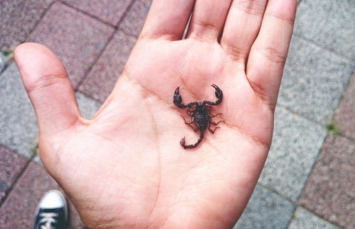 skorpio