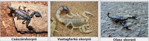 skorpiok