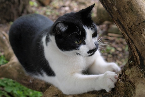 cat-2576794_1280
