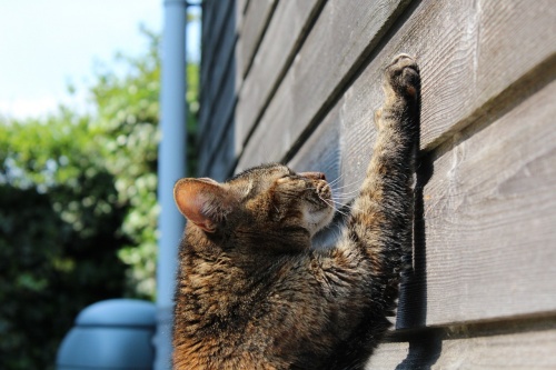 cat-750259_1280