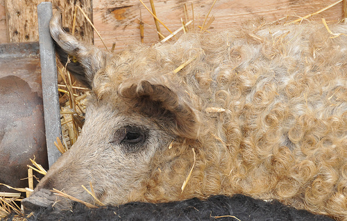 Mangalica: szalámi vagy kedvenc?