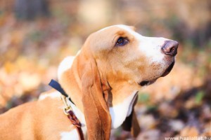 Basset hound, a hűséges és barátságos nyomkövető