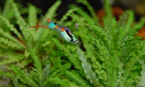 guppy-2238451_640