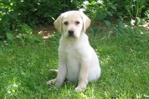 A labrador retriever kölyök pitypangra támadt!