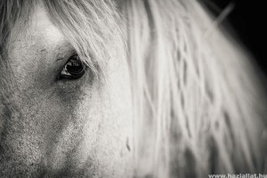 Andalúz ló, a nagyszerű ősi lófajta