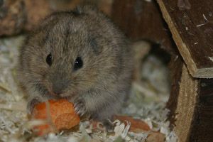 Milyen állat a lemming?