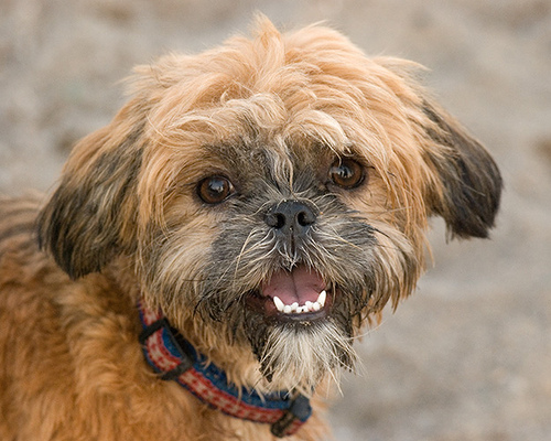 Shih-tzu