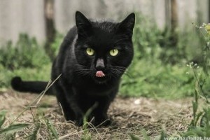 Kijárós macska vagy szobacica? Érvek és ellenérvek