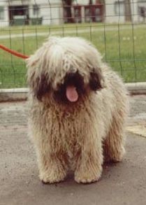 puli