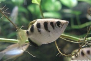 Jávai lövőhal: a rovargyilkos mesterköpész